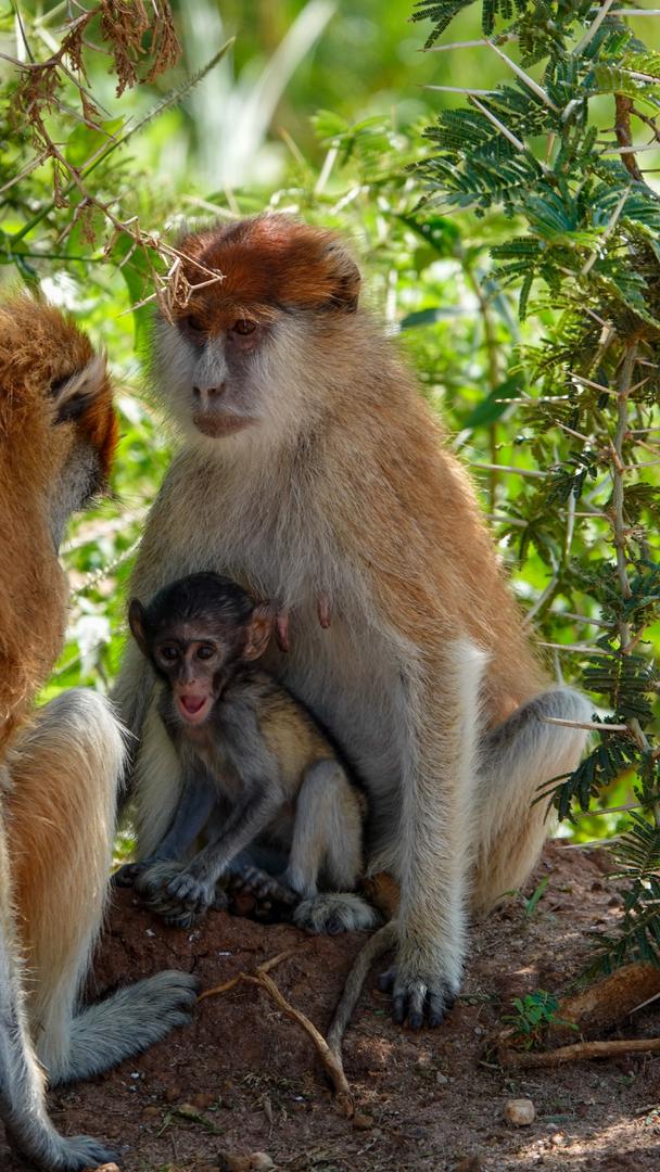 Birding & primates safari