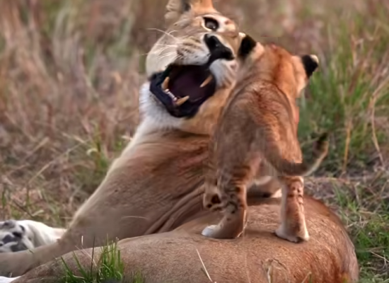 Kenya-Tanzania safari experience