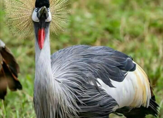 18 days birding Uganda safari