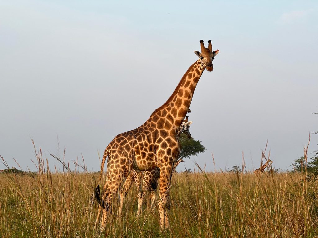 16 days Gorilla trekking source of the River Nile Masai Mara safari