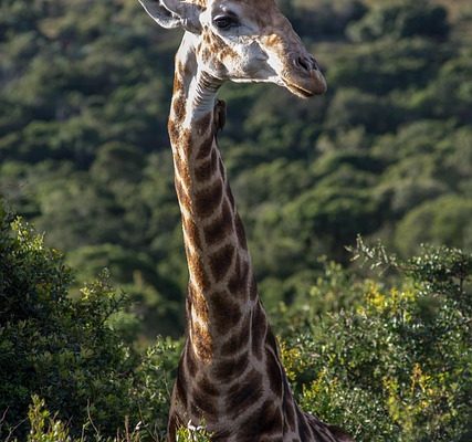 Wildlife & gorilla trekking expeditions