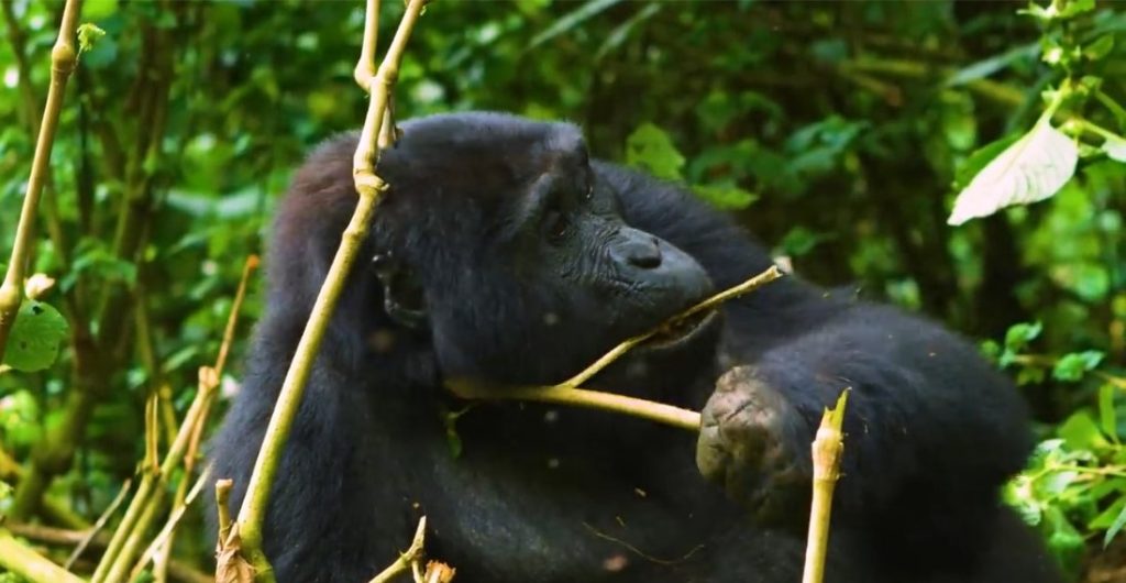 16 days Gorilla trekking source of the River Nile Masai Mara safari