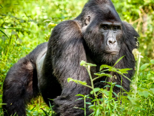 Gorilla trekking activities & experience