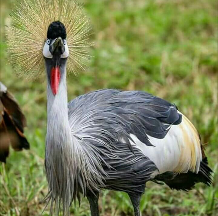 Uganda bird species expedition