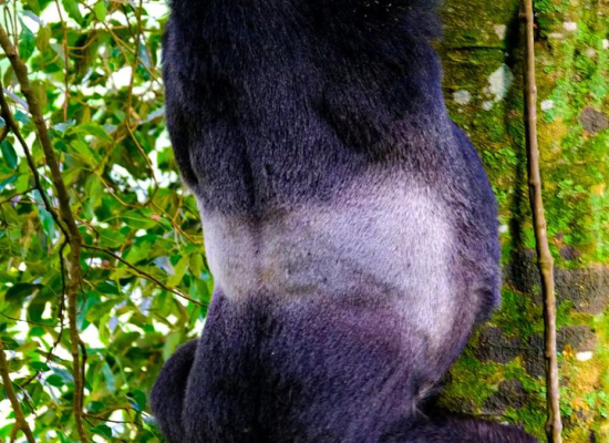 Gorilla trekking & River Nile safaris