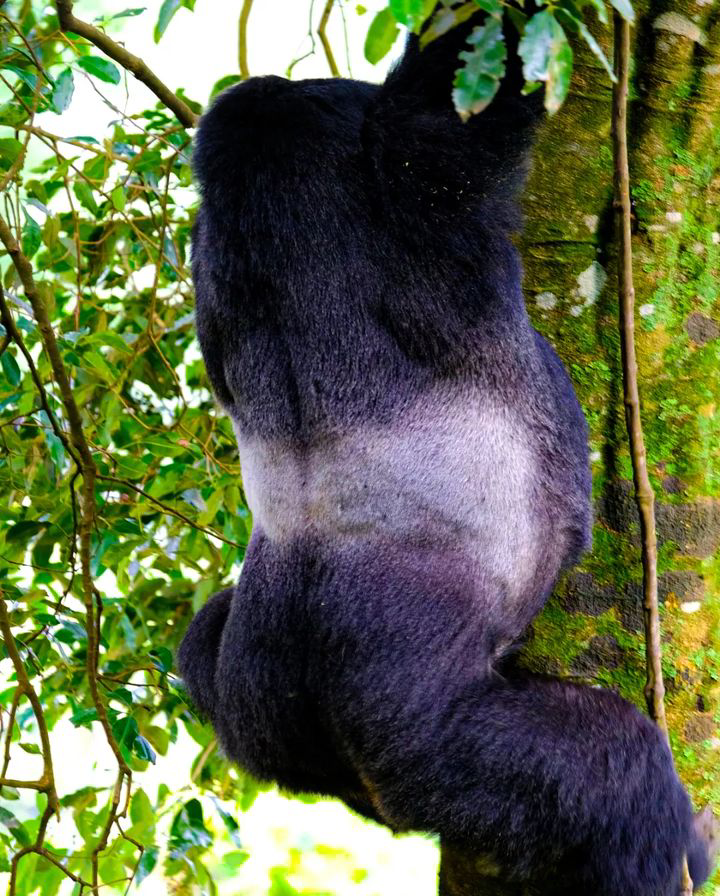 Gorilla trekking & River Nile safaris