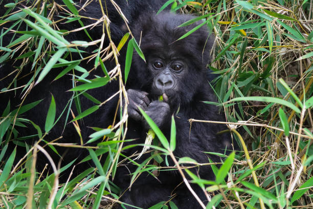 Gorilla trekking Rwanda expeditions