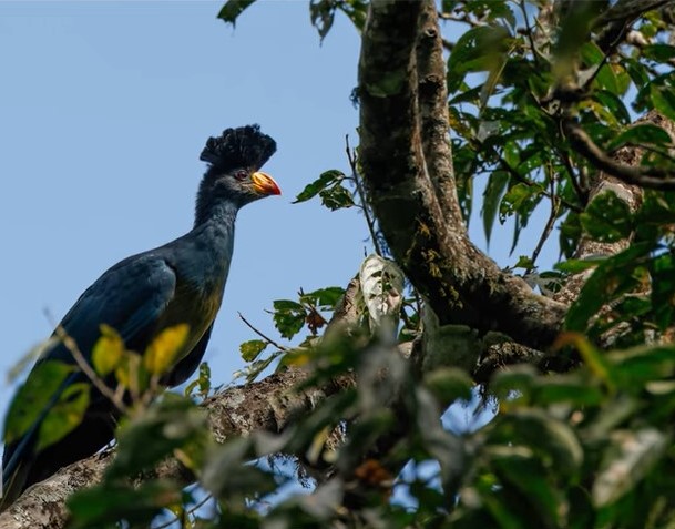 Uganda bird species safari