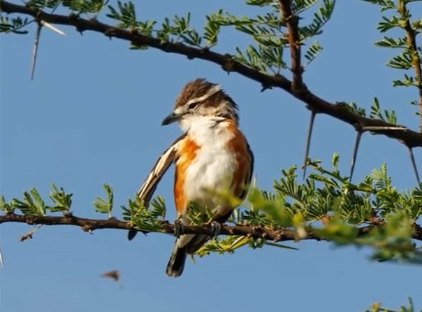 Bird watching & wildlife Uganda safari