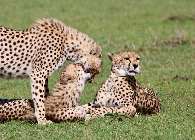 4-days Tanzania safari experience
