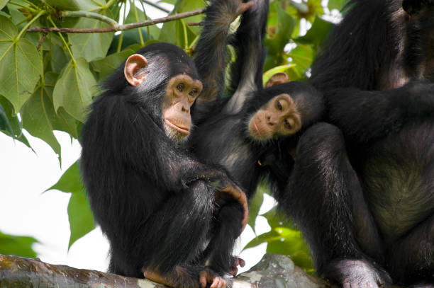 gorillas & primates trekking wildlife safari