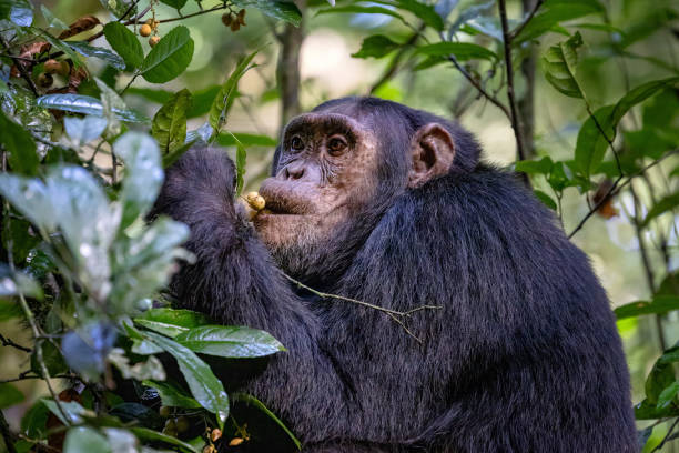 Gorilla trekking & primate species