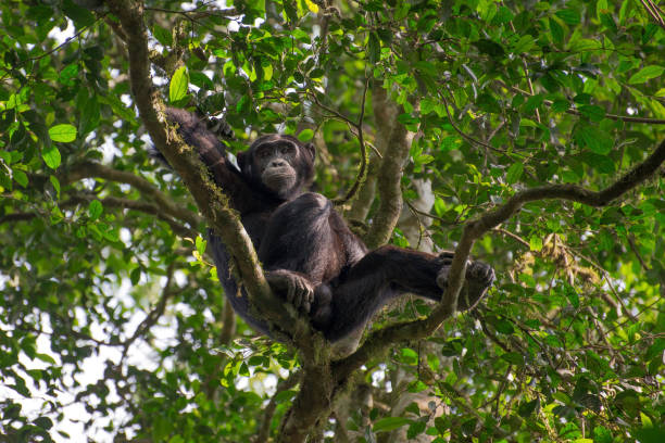 Uganda River Nile & Murchison safari
