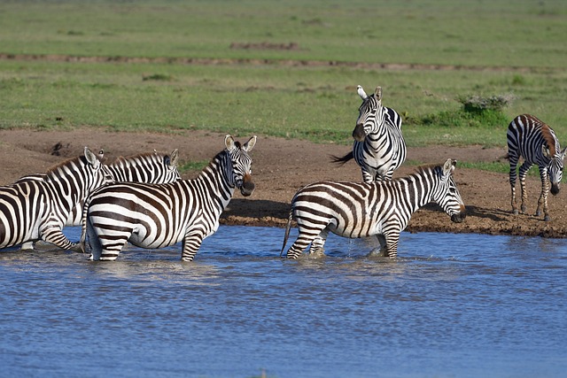 Gorilla trekking & primates excursions