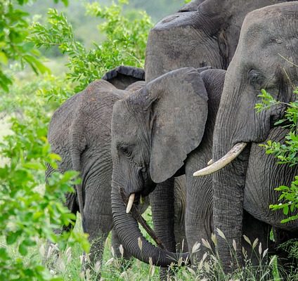 21 days Uganda- Kigali safari