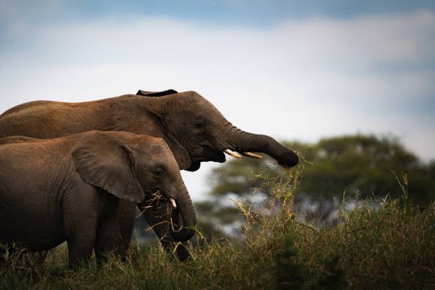 Tanzania wildlife beginners' safari