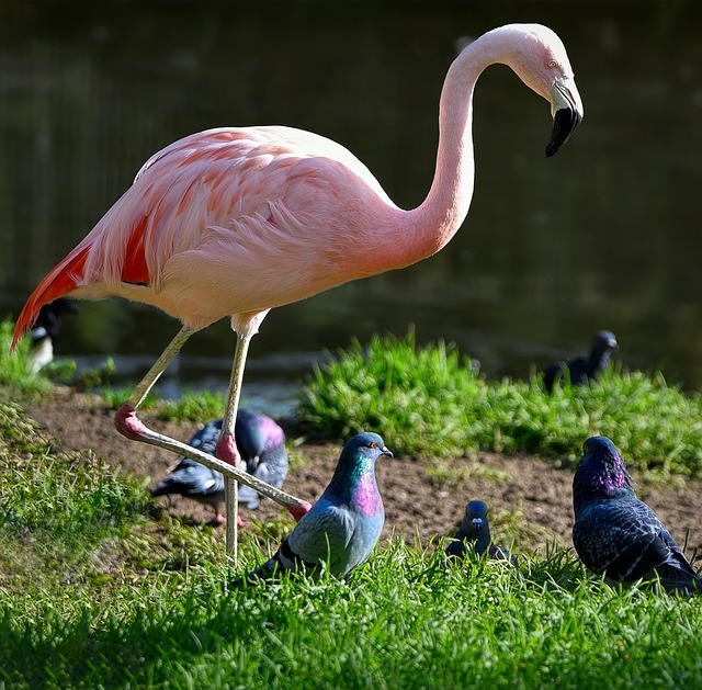 Bird watching & wildlife Uganda safari
