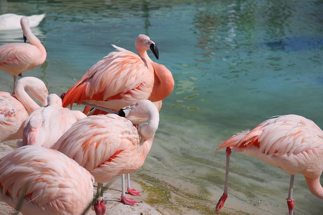 Tanzania Birding safari experience