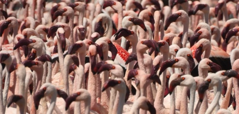 Ngorongoro Zanzibar Tanzania safaris