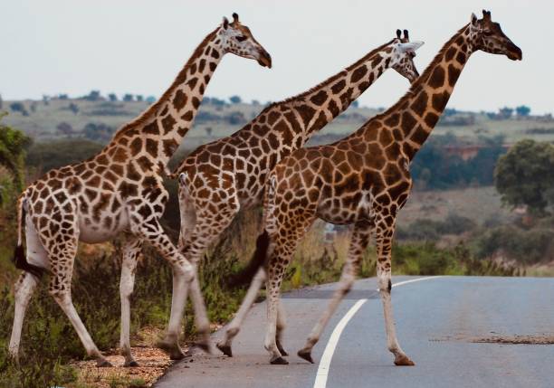 Bird species at Murchison falls