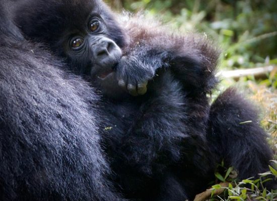 gorilla trekking & wildebeests migration safari