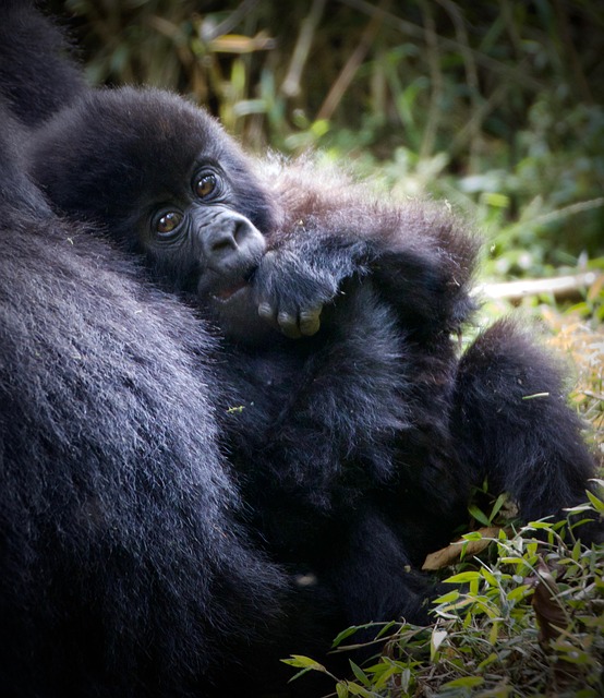 gorilla trekking & wildebeests migration safari