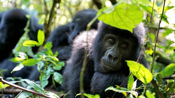 Serengeti gorilla trekking safari