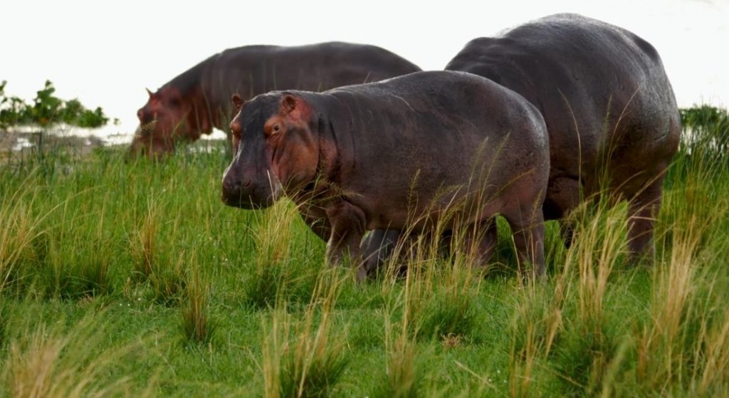 gorillas & primates trekking wildlife safari