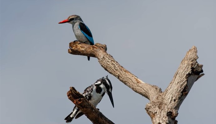 Tanzania Birding safari experience
