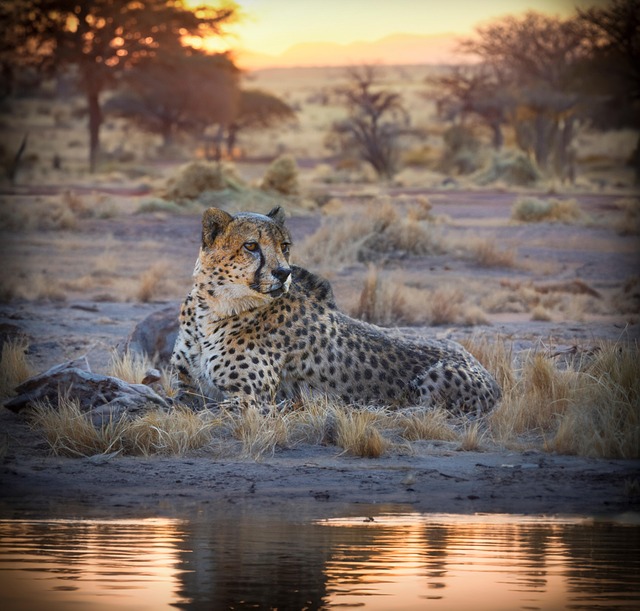 Uganda wildlife safari itinerary