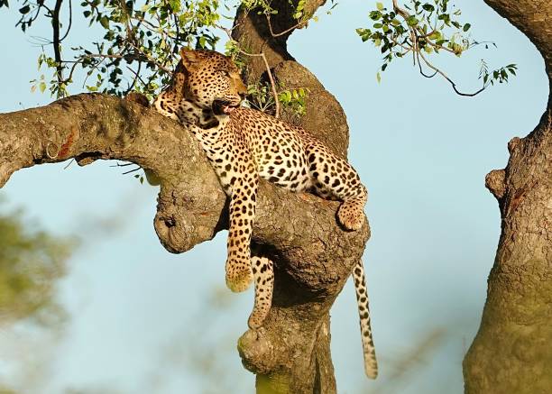 East African tours & safaris