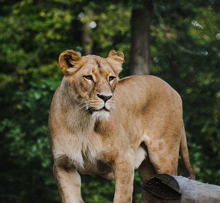 20 days primates species expeditions