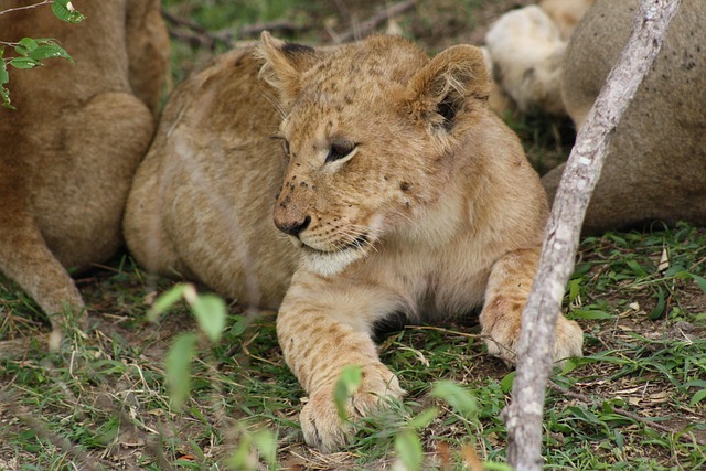 Short Rwanda gorilla safaris