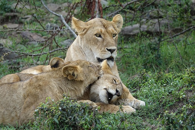 Kenya safari trips & holidays