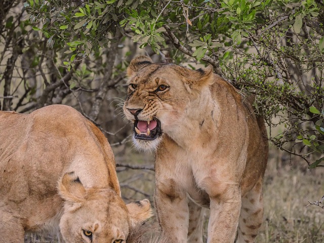 Kenya Africa's big-5 safari