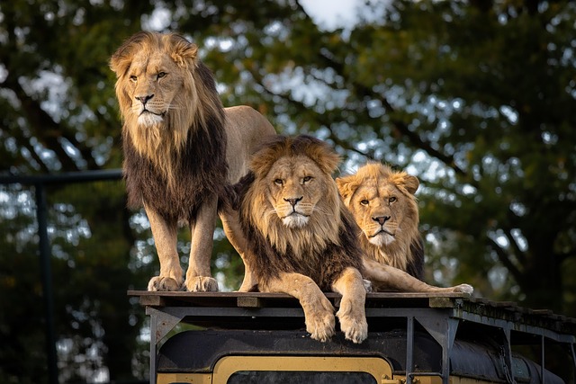 Africa safari travel guide