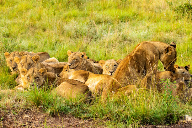 Rwanda Primates & wildlife safari