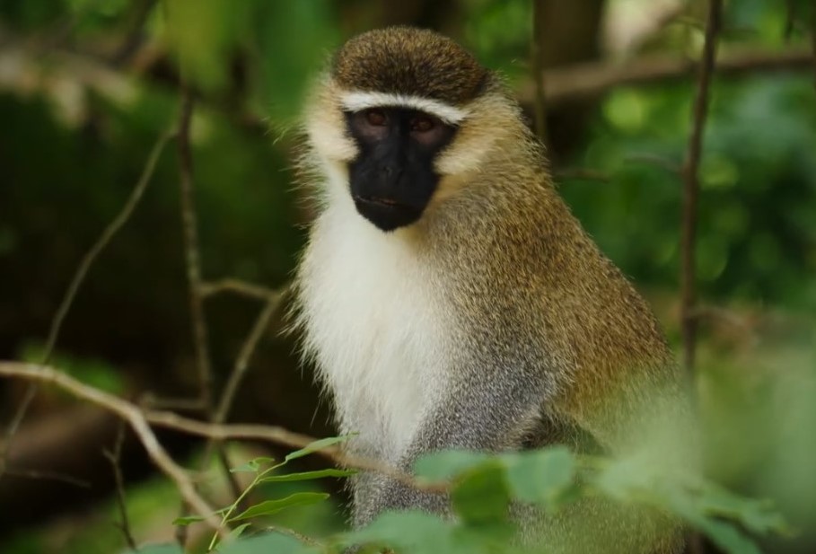 Mountain gorillas & wildlife safari
