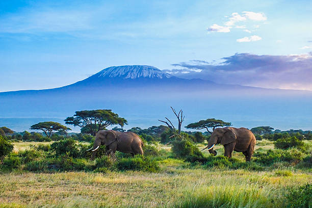 Serengeti Amboseli Diani safari