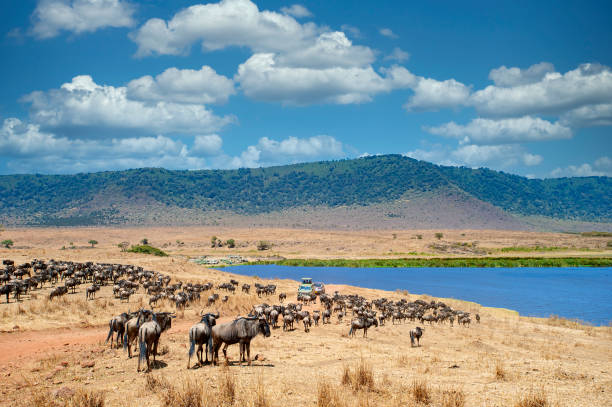 4-days Tanzania safari experience