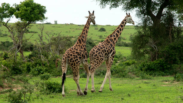 Uganda-Rwanda Gorilla-trekking & Nile safari