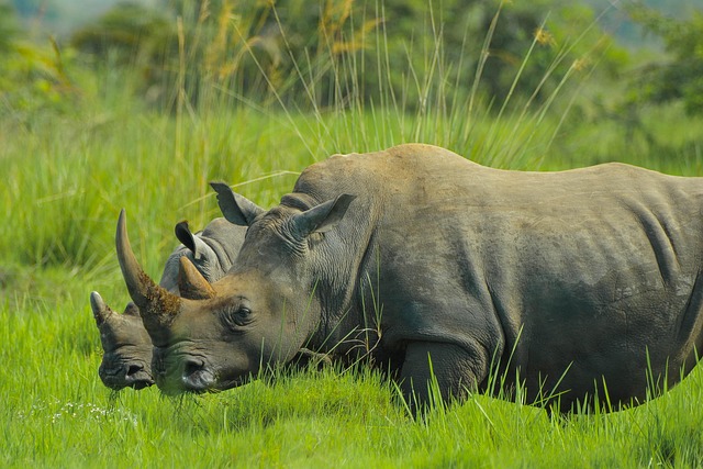 Gorilla trekking & River Nile safaris