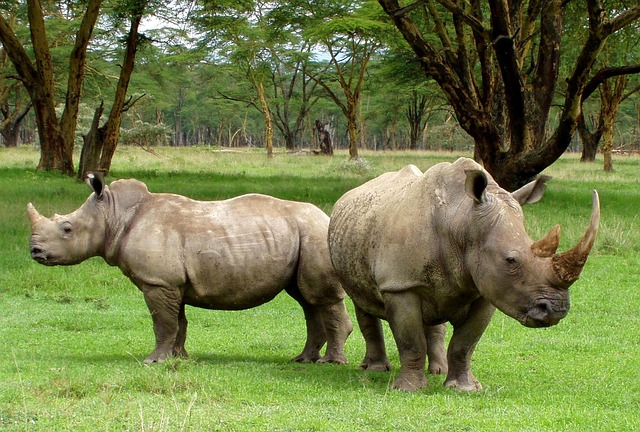 Top Murchison wildlife safari