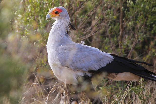 Tanzania Birding safari experience