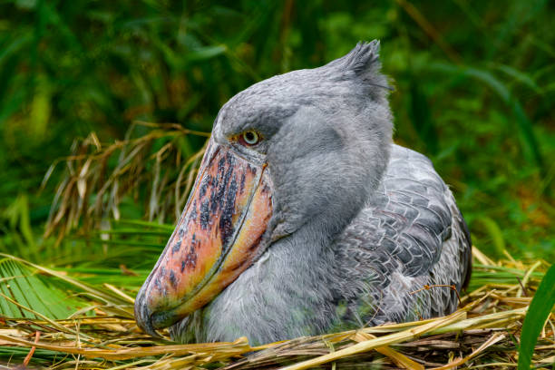 Uganda bird species expedition