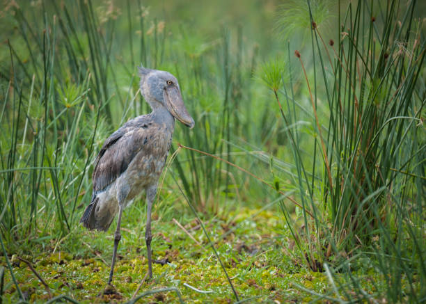 Bird species at Murchison falls