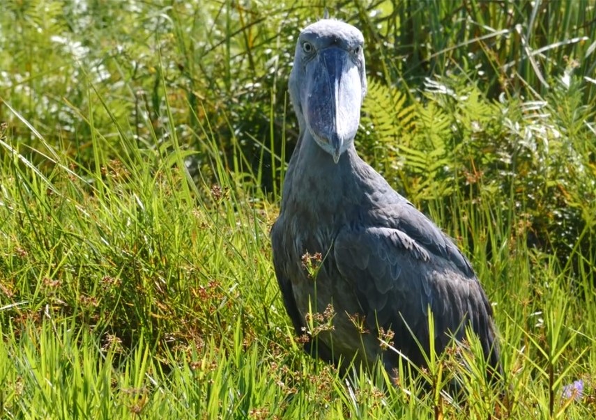 Uganda bird species safari