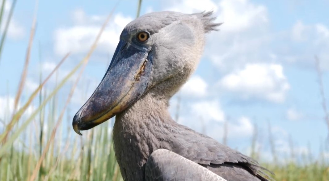 Uganda bird species expedition