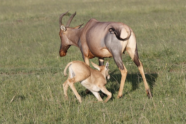 Wildebeest migration safari experience