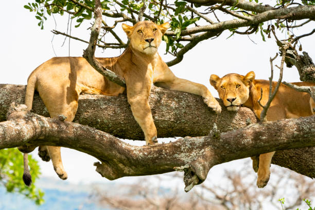 Uganda Gorillas & chimpanzee trekking trip